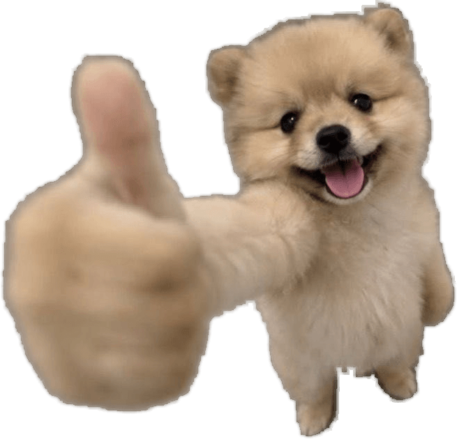 OK DOG, a fluffy Pomeranian giving a big thumbs up